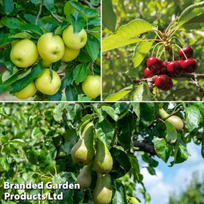 Thompson & Morgan Patio Fruit Tree Collection - Mini Fruit Tree - Cherry-Apple-Pear - Grow Your Own Fruit - 9Cm Potted Plant X 3 Golden/Green