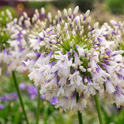 Thompson & Morgan - Agapanthus Fireworks Plant - 9cm - Blue - Image 4