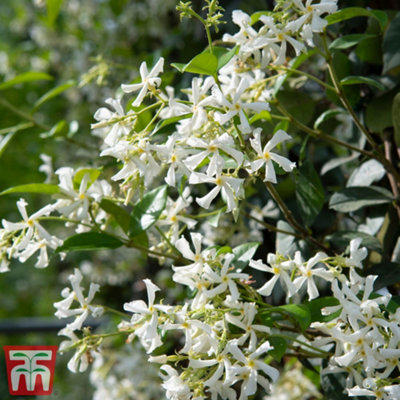 Thompson & Morgan Trachelospermum Jasminoides Star Jasmine Plant - 9cm Pot, 2 Pack, White Flowers - Image 5