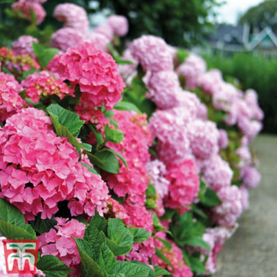 Groupon Unisex Pink Hydrangea Plant In 10.5Cm Pot: Early /One - Image 5