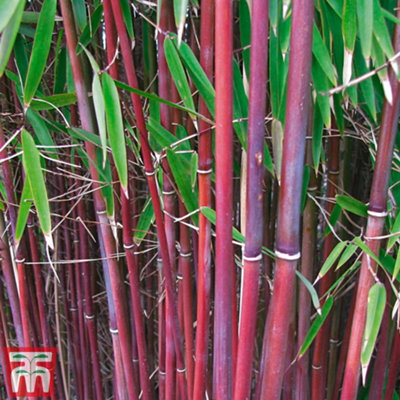Thompson & Morgan Bamboo Fargesia Asian Wonder Potted Plant 9Cm Pot  X 2 from B&Q