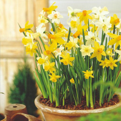Groupon Unisex Yellow Narcissus Miniature Mixed Bulbs: 20 Bulbs - Image 3