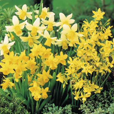 Groupon Unisex Yellow Narcissus Miniature Mixed Bulbs: 80 Bulbs - Image 3