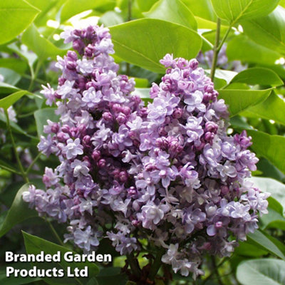 Thompson & Morgan Syringa Lilac Vulgaris Katherine Havemeyer 9Cm Potted Plant X 2 from B&Q
