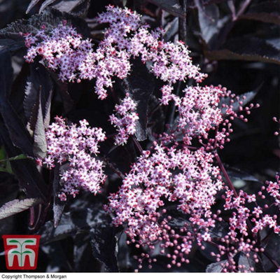 Thompson & Morgan Sambucus Nigra Black Beauty 9Cm Potted Plant X 2 from B&Q