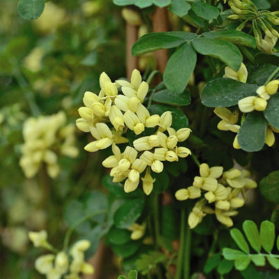 Thompson & Morgan Coronilla Citrina 9Cm Potted Plant X 1 from B&Q