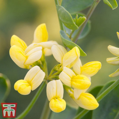 Thompson & Morgan Coronilla Citrina Pot 9cm - Yellow Flowers - Evergreen Shrub - Image 6