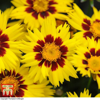 Thompson & Morgan Perennial Coreopsis Sunkiss 9Cm Potted Plant X 1 from B&Q