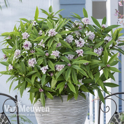 Thompson & Morgan Daphne Perfume Princess 13Cm Potted  Plant X 1 from B&Q