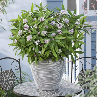Thompson & Morgan Daphne Perfume Princess 13Cm Potted Plant X 2 from B&Q
