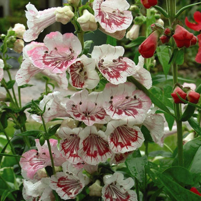 Thompson & Morgan Penstemon Strawberries & Cream (Icecream) 1 Jumbo Plug Plant from B&Q