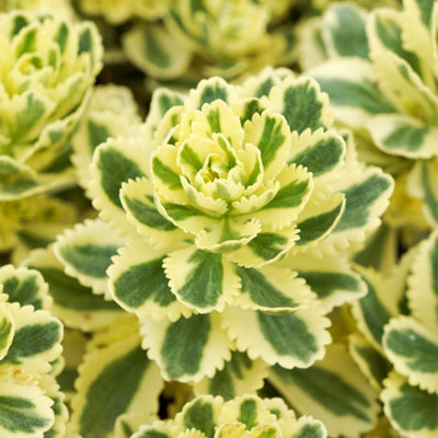Thompson & Morgan Thompson And Morgan Sedum Atlantis Plant In Pot 9Cm 5 Pack - Image 5