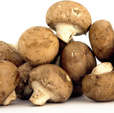Thompson & Morgan Mushroom Windowsill Kit Chestnut 3 Litre Prepack X 1