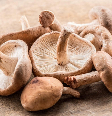 Thompson & Morgan Mushroom Windowsill Kit Shiitake 3 Litre Prepack X 1