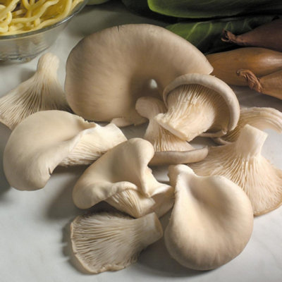 Thompson & Morgan Vegetable Hard Good Organic Mushroom Windowsill Kit Grey Oyster 3 Litre Prepack X 1 Unit from B&Q
