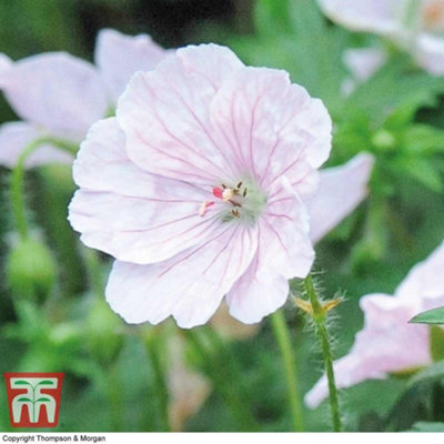Thompson & Morgan Geranium Sanguineum Album 1 Bare Root from B&Q