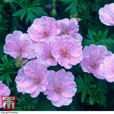 Thompson & Morgan Geranium Sanguineum Stratum 1 Bare Root from B&Q