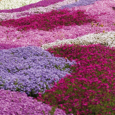 Thompson & Morgan Creeping Phlox Collection 100 Postiplug Plants from B&Q
