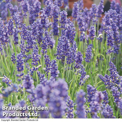 Thompson & Morgan Fragrant Lavender English10 Plants from B&Q