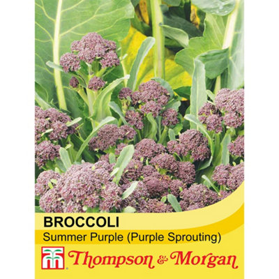 Thompson & Morgan Broccoli Sprouting Summer Purple 1 Seed Packet (100 Seeds) from B&Q