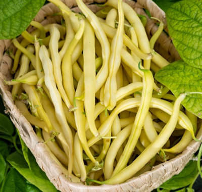 Thompson & Morgan Bean Dwarf French Adoration (Yellow) 1 Seed Packet (40 Seeds) from B&Q