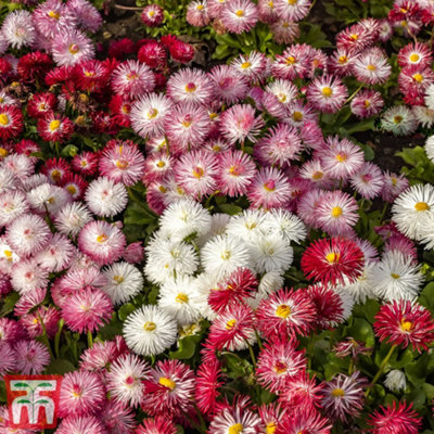 Thompson & Morgan Bellis Monstrosa Mix 1 Seed Packet (200 Seeds) from B&Q