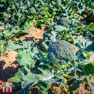 Thompson & Morgan Blue Broccoli Finn F1 Seed Packet (20 Seeds) Size 1