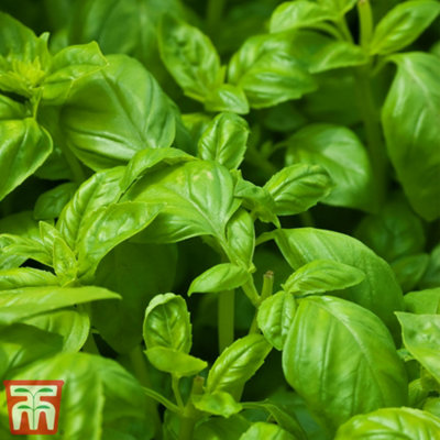 Thompson & Morgan Herb Basil Devotion 1 Seed Packet (100 Seeds) from B&Q