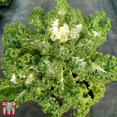 Thompson & Morgan Kale Frost Byte F1 1 Seed Packet (20 Seeds) from B&Q