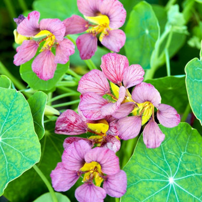 Thompson & Morgan Nasturtium Purple Emperor 1 Seed Packet (25 Seeds) from B&Q