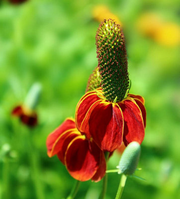 Thompson & Morgan Ratibida Columnifera 'red Midget' 1 Seed Packet from B&Q
