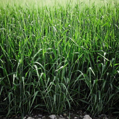 Thompson & Morgan Green Manure Grazing Rye 1 Seed Packet from B&Q