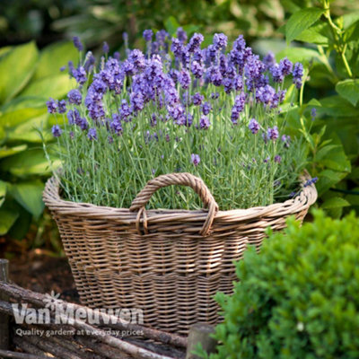 Thompson & Morgan Lavender Lavandula Angustifolia Munstead 24 Plug Plants from B&Q