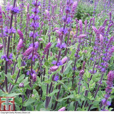 B&Q -  Salvia Nemorosa Caradonna 2 Litre Potted Plant X 1