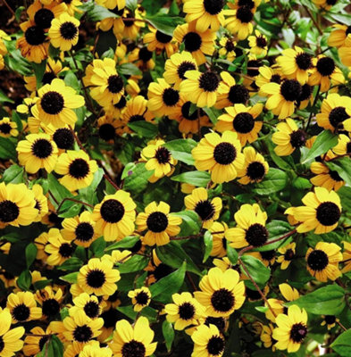 Thompson & Morgan Sanvitalia Procumbens Yellow With Black Eye 1 Packet (50 Seeds) from B&Q