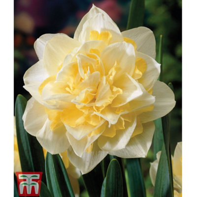 Thompson & Morgan Daffodil (Narcissus) Lion 20 Bulbs White