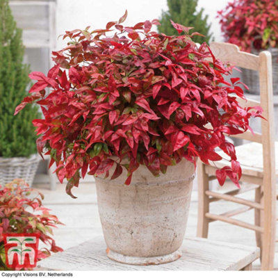 Thompson & Morgan Nandina Domestica Blush Pink Noble 3.6 Litre Potted Plant X 2 from B&Q