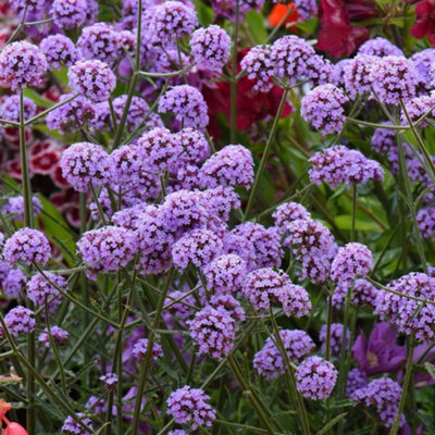 B&Q -  Verbena Bonariensis 9Cm Potted Plant X 1