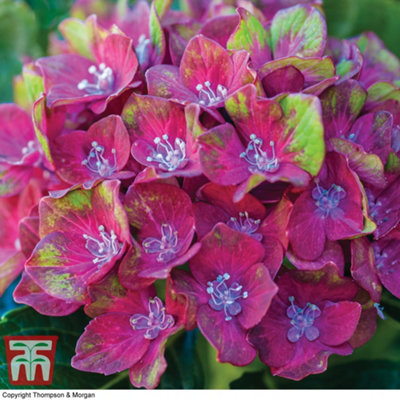 Thompson & Morgan Hydrangea Macrophylla 'glam Rock' 9Cm Potted Plant X 4 from B&Q