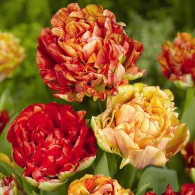 Thompson & Morgan Tulip Gudoshnik Double 32 Bulbs - Spring Flowering