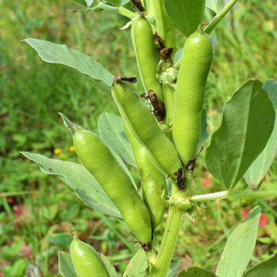 Thompson & Morgan Broad Bean The SuttonDwarf Variety 15 Garden Ready Plants from B&Q