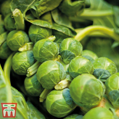 Thompson & Morgan Vegetable Brussels Sprout Continuity Collection Plug Plants 22mm Ll Plug Plant X 18 (6 Each Of BrightDoric + Dominator) from B&Q