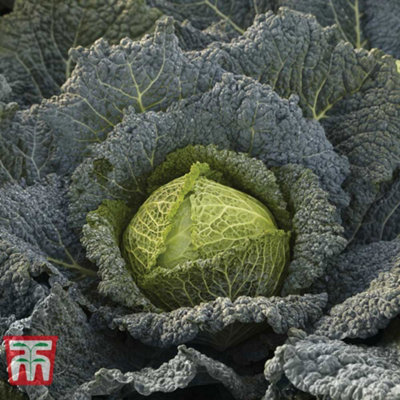 Thompson & Morgan Cabbage Savoy Cordesa 20 Postiplug Plants from B&Q