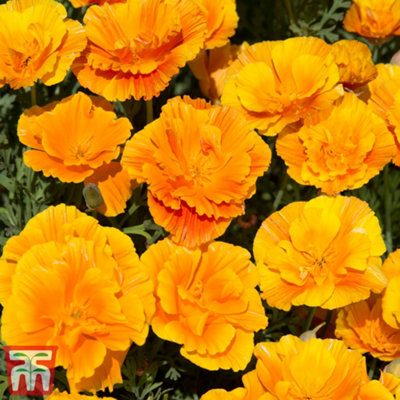 Thompson & Morgan Eschscholzia Californica Poppy Lady Marmalade 1 Seed Packet (130 Seeds) from B&Q