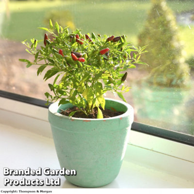Thompson & Morgan Vegetable Pepper (Chilli) Windowsill Fiery Flames 12Cm Pot X 1 (Peat Free) from B&Q