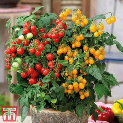Thompson & Morgan Tomato Sweet And Sturdy 12Cm Potted Plant X 1 from B&Q