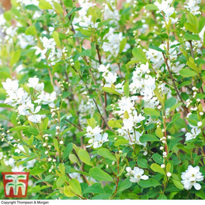 Thompson & Morgan Exochorda The Bride 9Cm Pot X 1 from B&Q