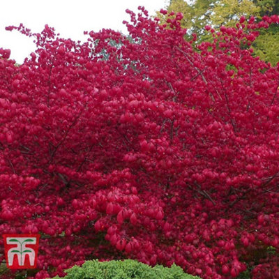 Thompson And Morgan Euonymus Alatus Compactus Plant Pot 9Cm 2 Pack - Size: 8.1 X 9 X 9Cm - Wilko Red Thompson & Morgan - Image 4