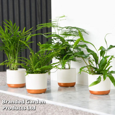 Thompson & Morgan Houseplant Houseplant Green Mix 6Cm Potted Plant X 3 from B&Q