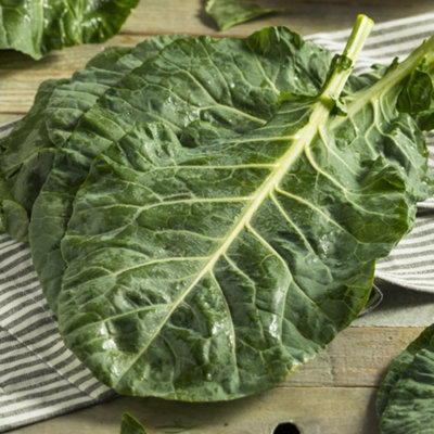 Thompson & Morgan Collard Hi-Crop F1 1 Seed Packet from B&Q